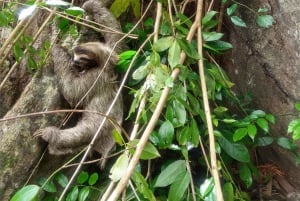 Punta Uva: Uva: Kajakki- ja laiskiaisbongausretki