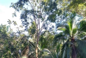 Punta Uva: Uva: Kajakki- ja laiskiaisbongausretki