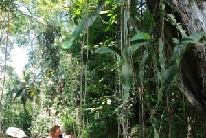 Punta Uva: Uva: Kajakki- ja laiskiaisbongausretki