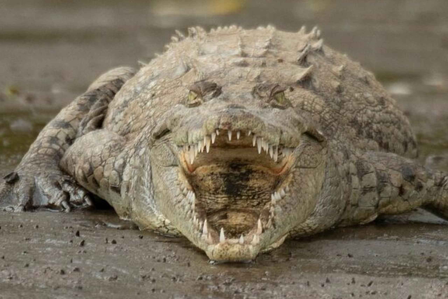 Puntarenas: Villieläin- ja jokisafari