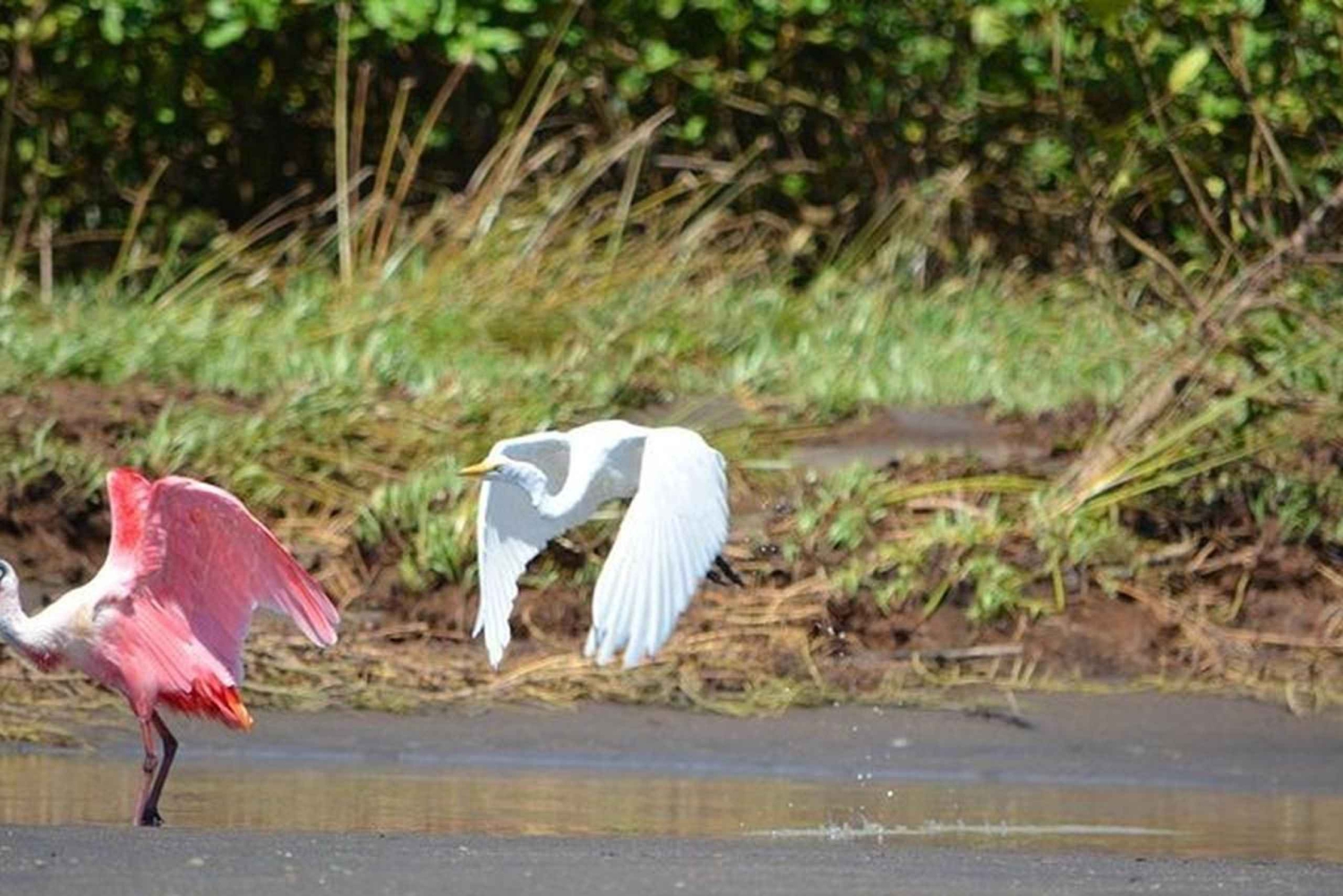Puntarenas: Villieläin- ja jokisafari