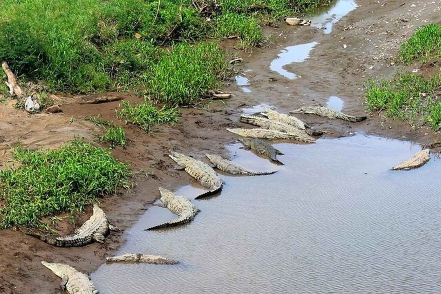 Puntarenas: Villieläin- ja jokisafari