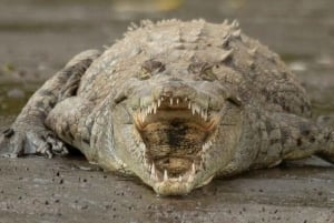 Puntarenas: excursie met wilde dieren en riviersafari