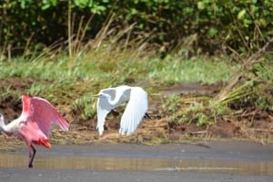 Puntarenas: excursie met wilde dieren en riviersafari