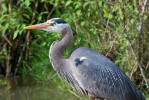 Puntarenas: excursie met wilde dieren en riviersafari