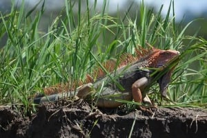 Puntarenas: excursie met wilde dieren en riviersafari