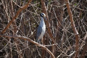 Puntarenas: excursie met wilde dieren en riviersafari