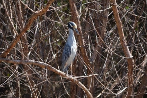 Puntarenas: Villieläin- ja jokisafari