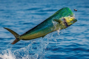 QM2 Sports Fishing Experience Private Charter Flamingo CR