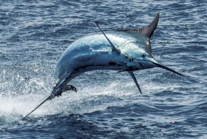 QM2 Sports Fishing Experience Private Charter Flamingo CR