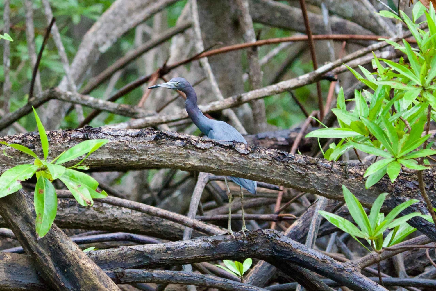 Quepos: Damas Island Authentic Local Mangrove Boat Tour