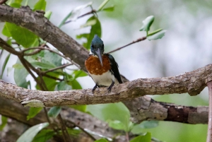 Quepos: Damas Island Authentic Local Mangrove Boat Tour