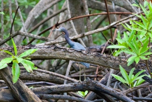 Quepos: Damas Island Authentic Local Mangrove Boat Tour