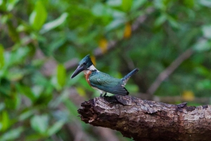 Quepos: Damas Island Authentic Local Mangrove Boat Tour