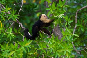 Quepos: Damas Island Authentic Local Mangrove Boat Tour