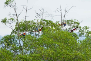 Quepos: Damas Island Authentic Local Mangrove Boat Tour