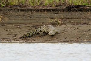 Quepos: Damas Island Authentic Local Mangrove Boat Tour