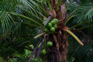 Quepos: Damas Island Authentic Local Mangrove Boat Tour