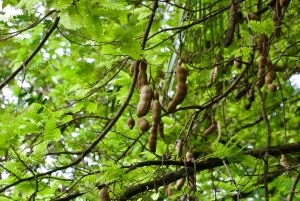 Quepos: Damas Island Authentic Local Mangrove Boat Tour