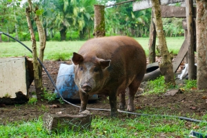 Quepos: Damas Island Authentic Local Mangrove Boat Tour