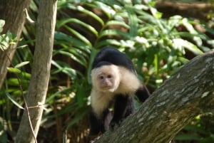 Quepos: Damas Island Mangrove’s Boat Tour