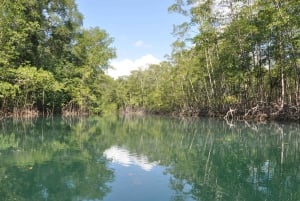 Quepos: Damas Island Mangrove’s Boat Tour