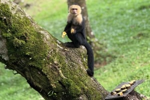 Quepos: Guided waterfall adventures