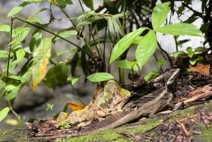 Quepos: Guided waterfall adventures