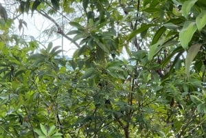 Quepos: Guided waterfall adventures