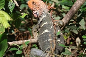 Quepos: Kajaktur i mangroven nær Manuel Antonio Park