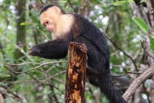 Quepos: Kayak Tour in the Mangroves Near Manuel Antonio Park