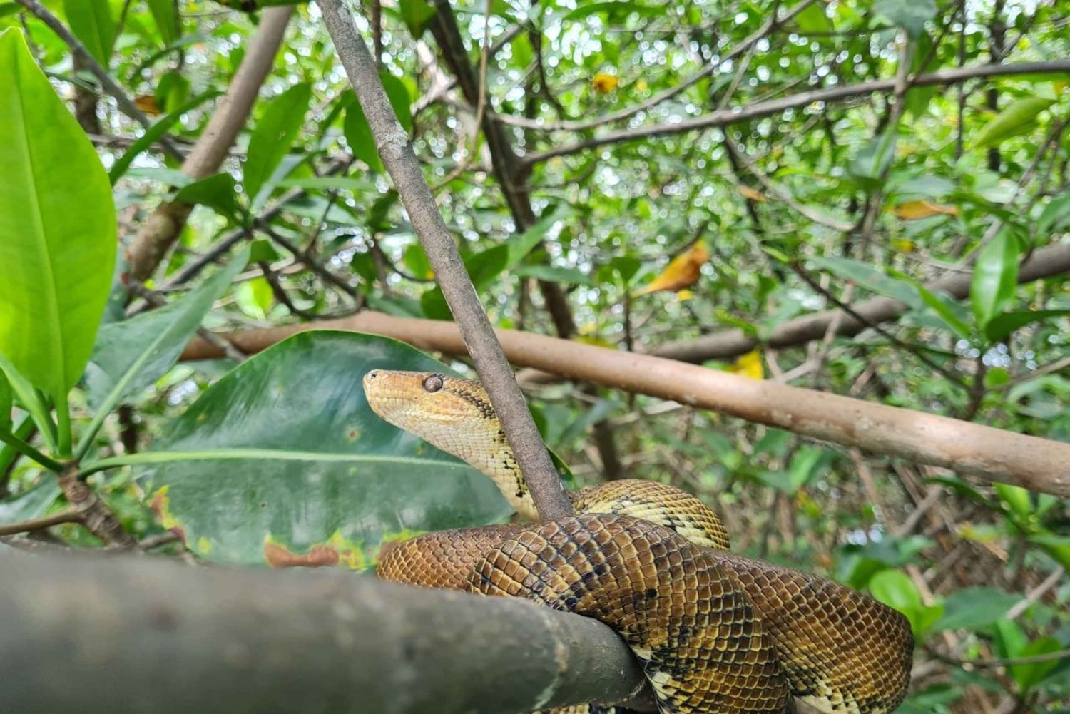 Экскурсия на мангровой лодке в Кепосе