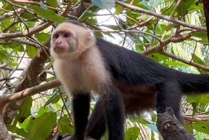 Tour en bateau dans la mangrove de Quepos