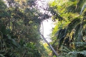 Tour en bateau dans la mangrove de Quepos