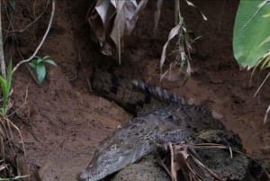 Quepos Mangrove Boat Tour