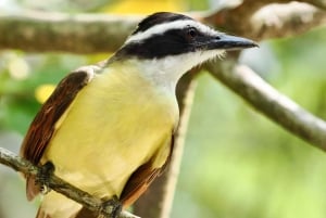 Quepos Mangrove Boat Tour
