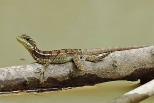 Quepos Mangrove Boat Tour