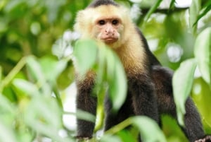 Экскурсия на мангровой лодке в Кепосе