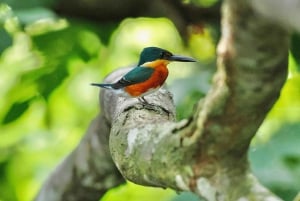 Экскурсия на мангровой лодке в Кепосе