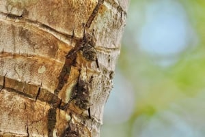 Экскурсия на мангровой лодке в Кепосе