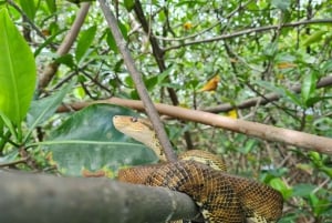 Экскурсия на мангровой лодке в Кепосе