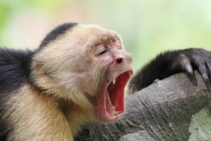 Экскурсия на мангровой лодке в Кепосе