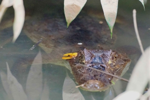 Экскурсия на мангровой лодке в Кепосе