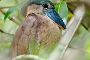 Экскурсия на мангровой лодке в Кепосе