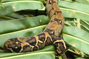 Экскурсия на мангровой лодке в Кепосе