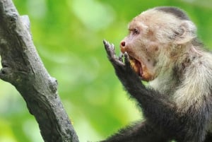 Экскурсия на мангровой лодке в Кепосе