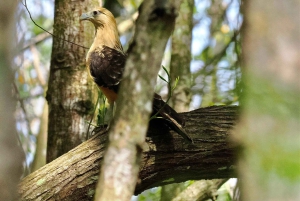 Экскурсия на мангровой лодке в Кепосе