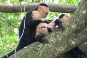 Экскурсия на мангровой лодке в Кепосе