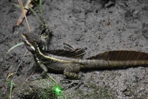 Экскурсия на мангровой лодке в Кепосе