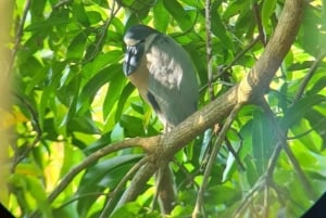 Экскурсия на мангровой лодке в Кепосе